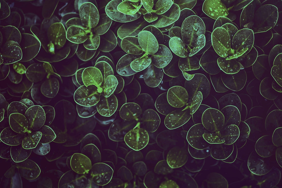 Mur végétal artificiel ou naturel : que choisir ?