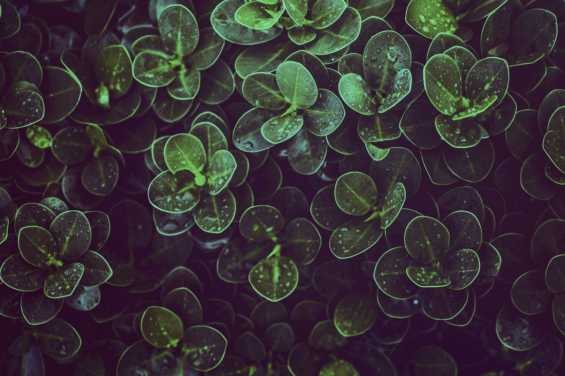 Mur végétal artificiel ou naturel : que choisir ? - Green Upp