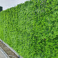 Fougère - mur végétal artificiel - Green Upp