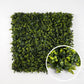 Lierre - Green Upp