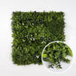 Liseron Blanc - Green Upp